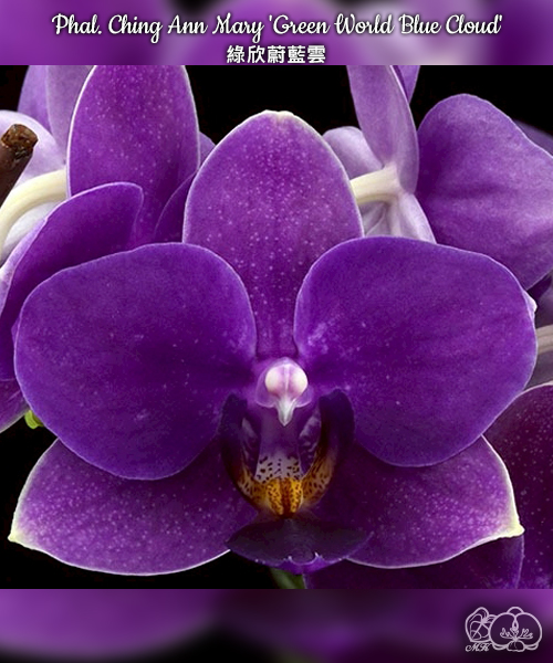 鷺草　球根　kimie chen　青葉120 銀河120 美琪園藝Miki Orchid - 品種詳細頁